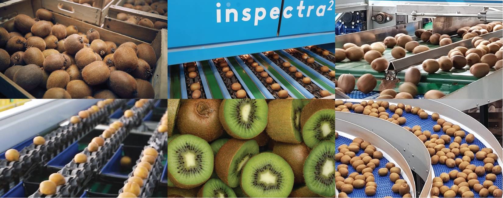 獼猴桃缺陷和瑕疵