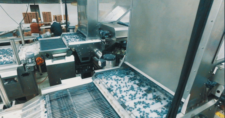 Generation Farms使用陶朗BBC KATO260分選藍莓