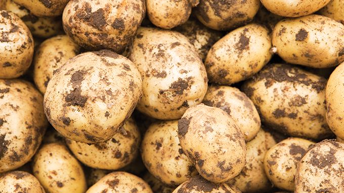 馬鈴薯白皮書下載