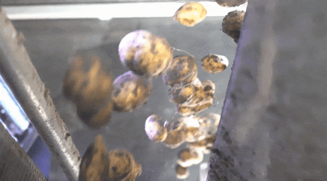 霍夫農場馬鈴薯分選