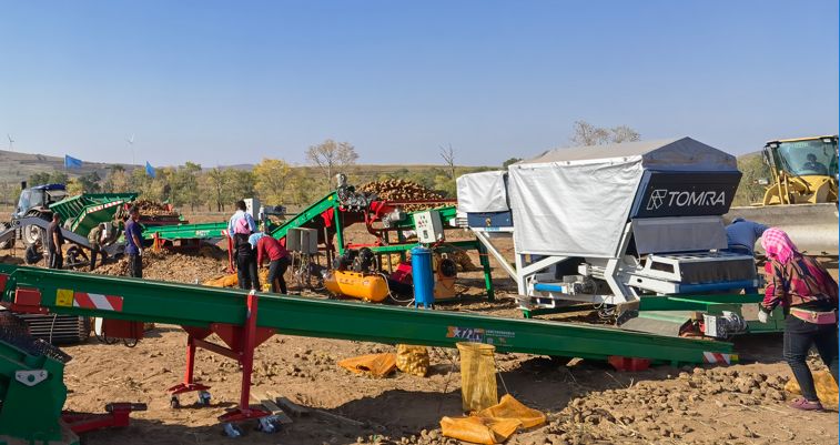 田間土豆分選