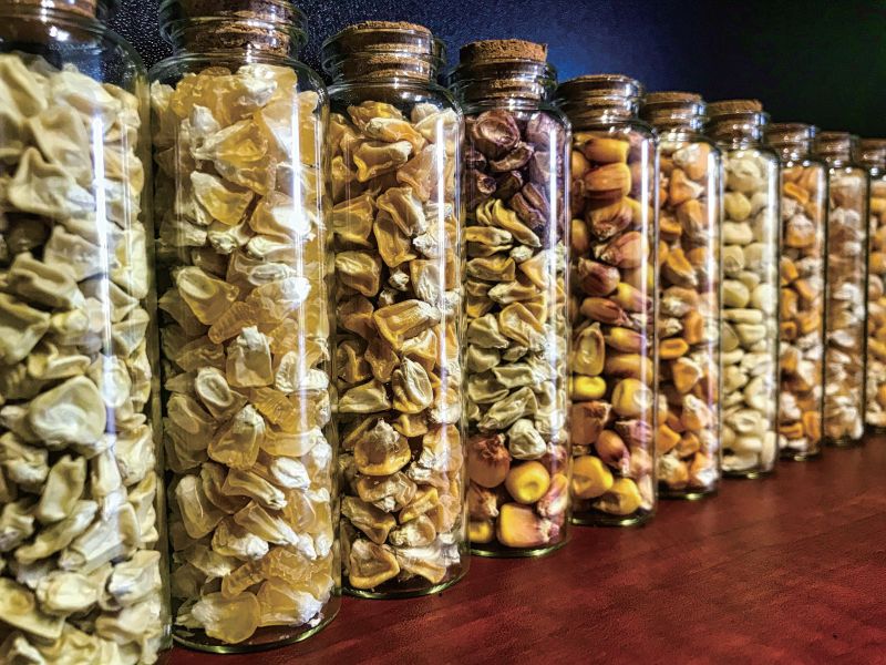 Uwafen Seeds與陶朗合作：高效種子分選解決方案助力玉米生產