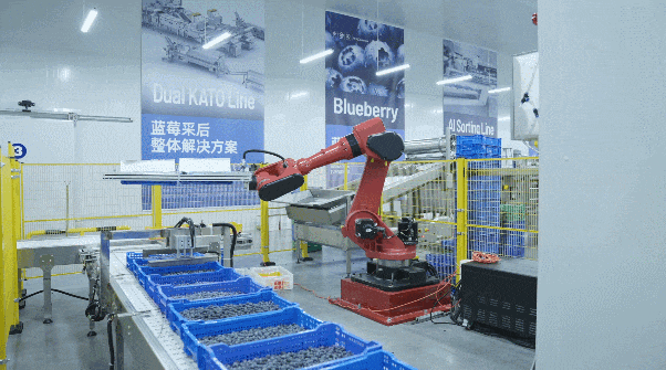藍莓智能分選包裝線