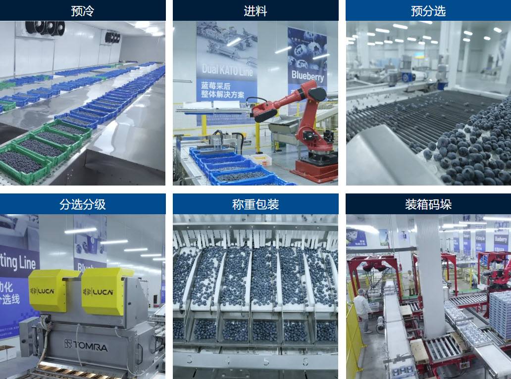 涵蓋了進料、預分選、AI分選分級和稱重包裝的藍莓智能分選包裝線