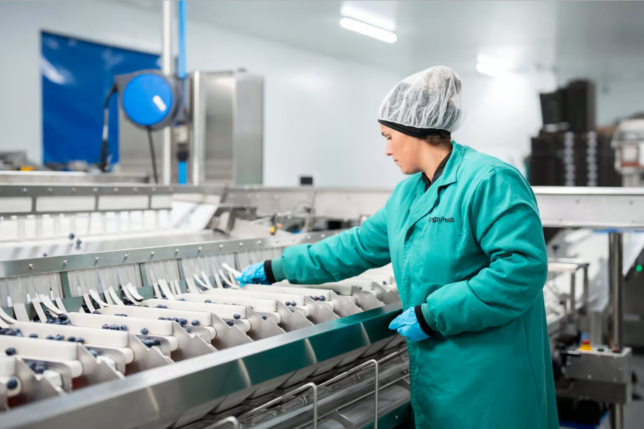 Logofruits使用陶朗食品分選和分級系統提升藍莓生產和出口業務